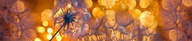 Кухонный фартук Мерцание Одуванчики золотистые 3 серебро в Тюмени - tyumen.katalogmebeli.com | фото